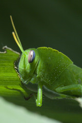 macro cavalletta verde