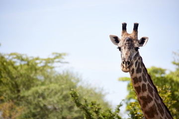 Giraffe Kopf