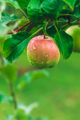 Apple hanging from a green tree