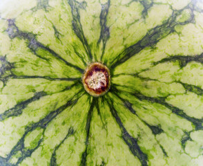 Abstract pattern of watermelon, Striped crust of watermelon for texture background.