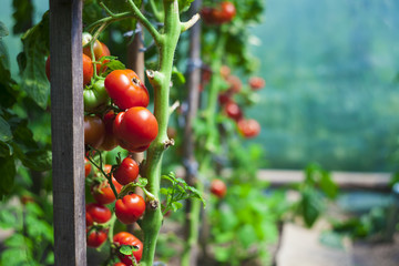 tomatoes vegetable in the garden. closeup