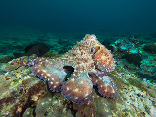 Octopus on a coral reef