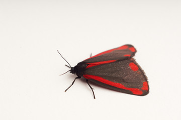 Cinnabar moth on white background
