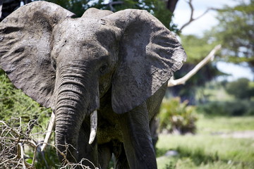 Obraz premium Elefant