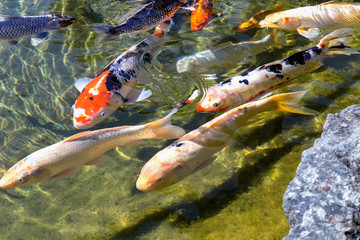 flock of koi carp in the pond