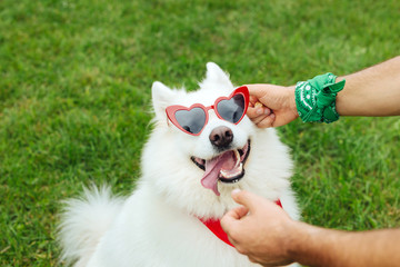 Bright sunglasses. Funny creative owner of white fluffy husky putting bright heart shape sunglasses on him