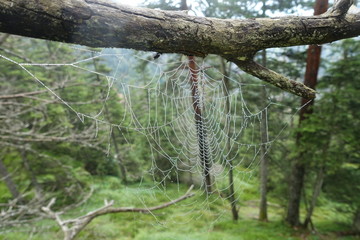 Spinnennetz