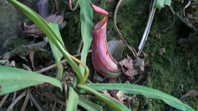 Tropical Pitcher Plant Nepenthes also called as Monkey Cup