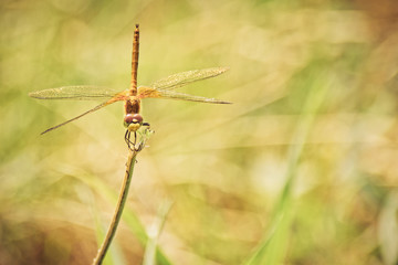 Toned Yellow Closeup of A Dragonfly, Blurred Meadow Background, Bright Sunny Day