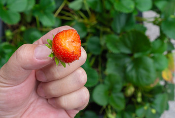 A bitten strawberry