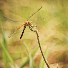 Toned Yellow Closeup of A Dragonfly, Blurred Meadow Background, Bright Sunny Day