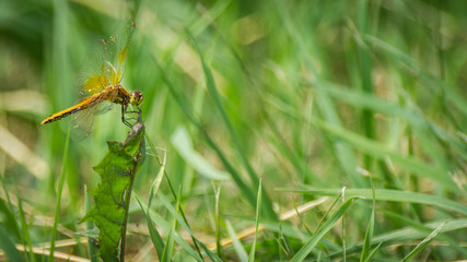 Closeup of A Dragonfly, Blurred Green Meadow Background, Bright Sunny Summer Day