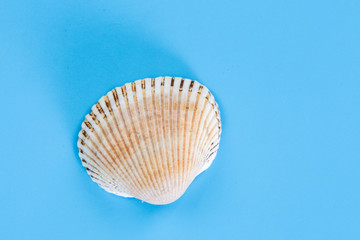 White seashell