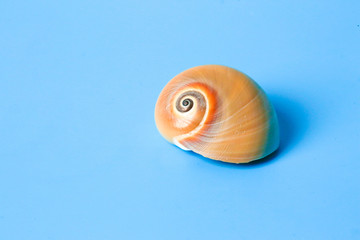 Spiral conch