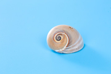 Spiral conch
