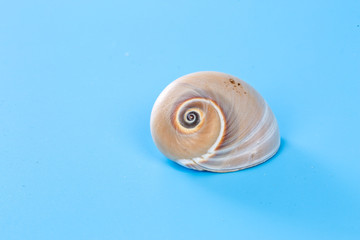 Spiral conch