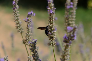 Lavande en Occitanie