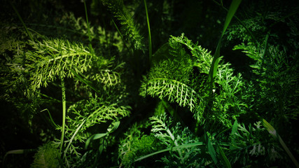 Tropical leaf with neon light
