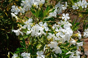 White Oleander bush in full bloom in the park, Castro Marim, Algarve, Portugal.