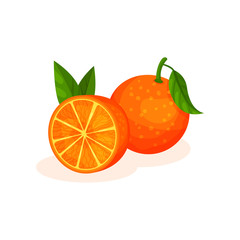 Delicious juicy oranges vector Illustration on a white background