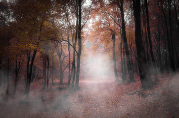 vivid autumn forest landscape with fog on forest path and colorful foliage