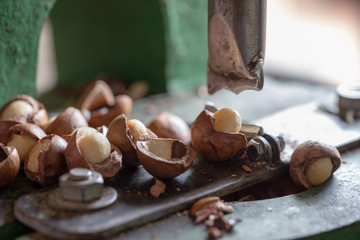 Shell cracker for cracking macadamia, open macadamia nut