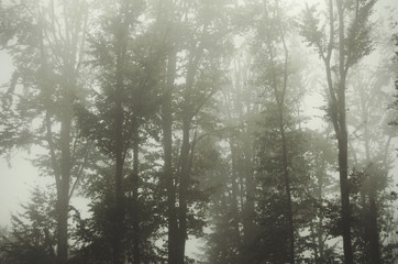 Fototapeta na wymiar foggy woods natural background