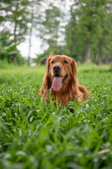 Golden Retriever playing in the meadow