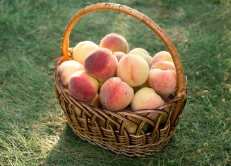 A basket with ripe peaches stands on the grass.