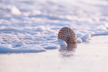 nautilus sea shell in sea wave