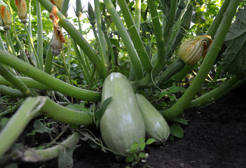 Flowering and fruit courgette