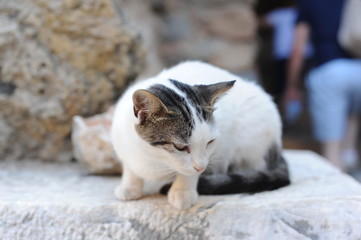 A cute white cat siiting on the rocks during summer in Turkey