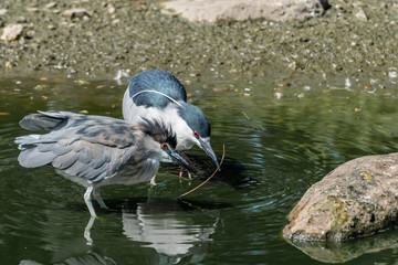 Black-Headed Night Heron