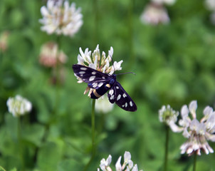 Butterfly Amata phegea