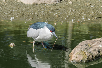 Black-Headed Night Heron