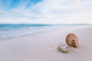 nautilus sea shell  with waves in  soft sunrise ight
