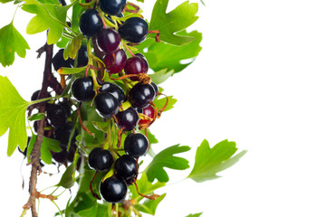 Berries black currant with green leaf. Fresh fruit, isolated on white background.