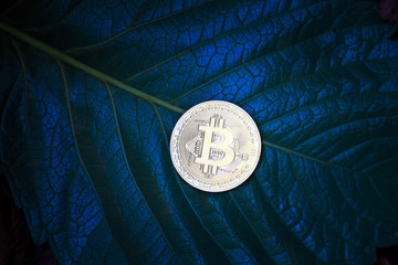 bitcoin coin fresh green leaf 