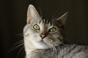 猫と見つめあう