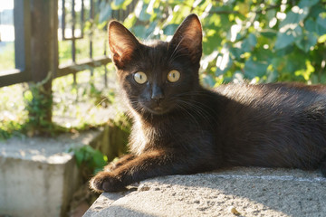 Black and white cat looking attentively