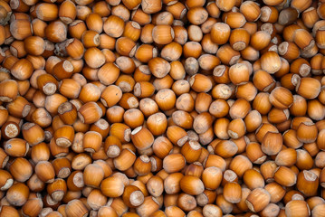Hazelnuts. Stack of hazelnuts