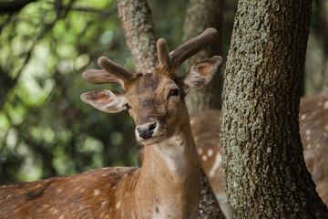 cervo nel bosco
