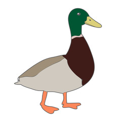 vector, drake on white background