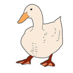  isolated goose, duck, bird