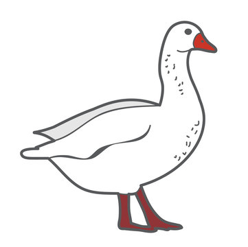  isolated goose, duck white