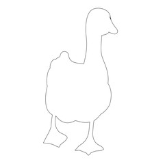 isolated contour duck on white background