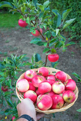 Summer apples from home garden