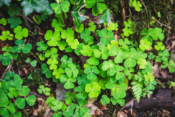 Irish Shamrocks