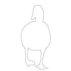 isolated contour duck on white background