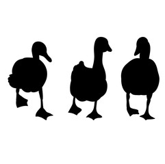 vector, isolated on a white background silhouette ducks